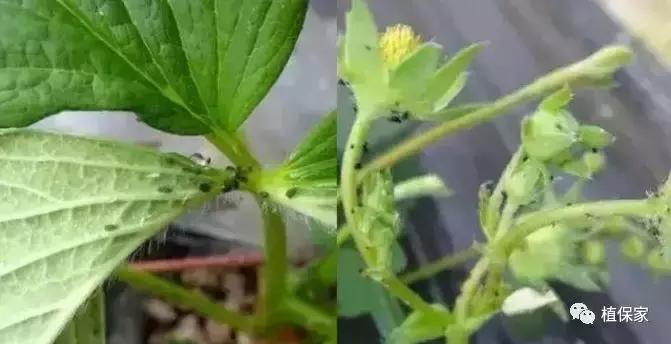 南京地区草莓病虫害防治的现状,温室草莓病虫害种类及防治措施