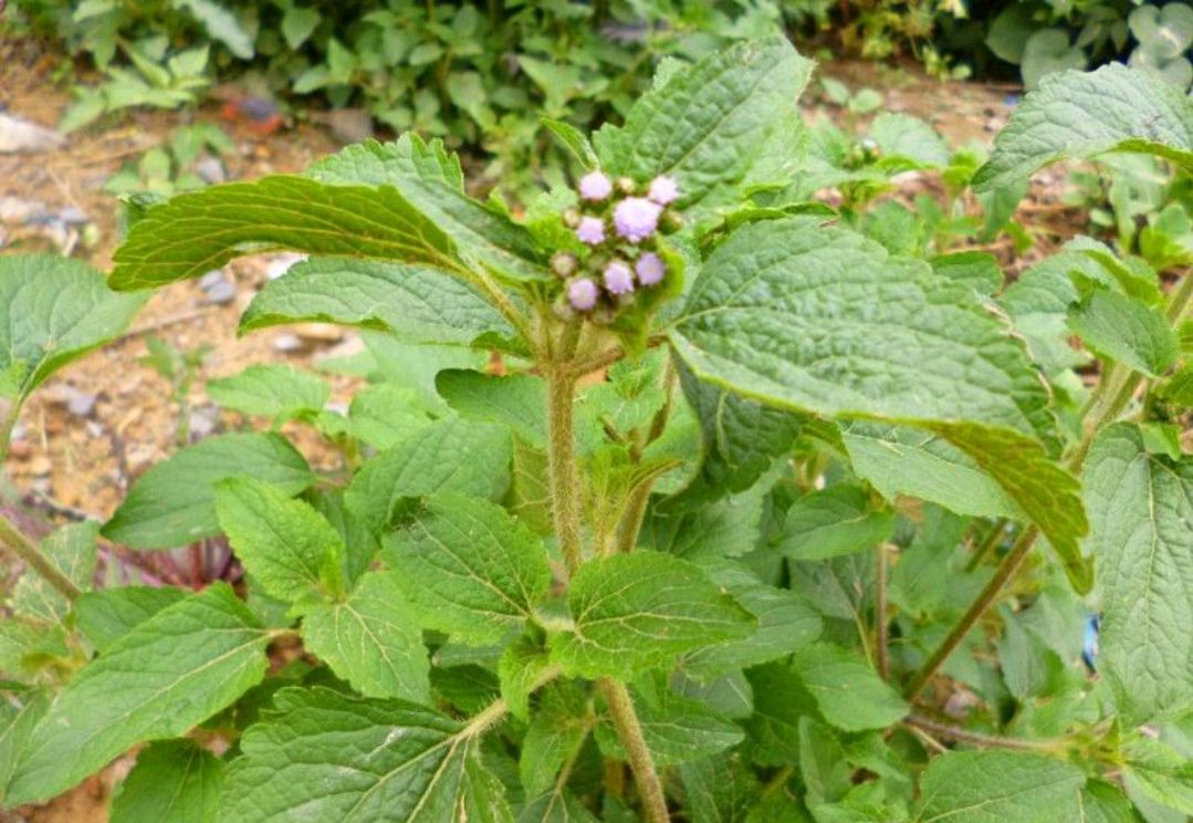 38种常见入侵植物花朵,38种疯狂的入侵植物
