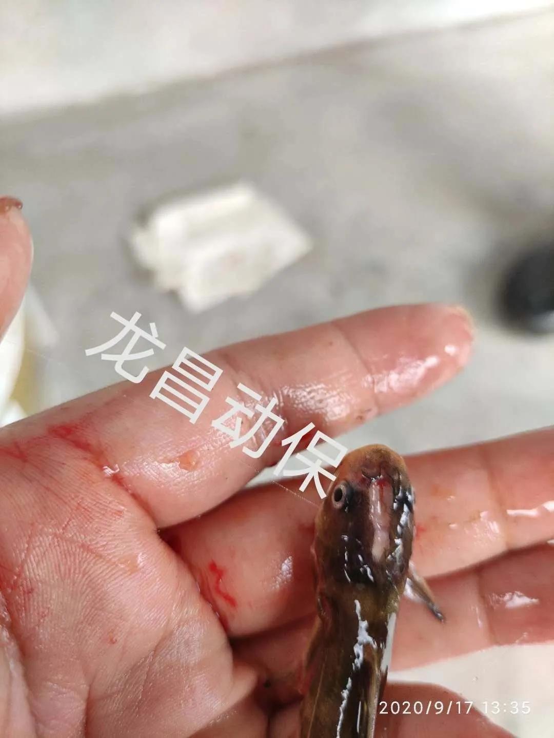 2020年一线业务走访黄颡鱼塘口的经验之谈