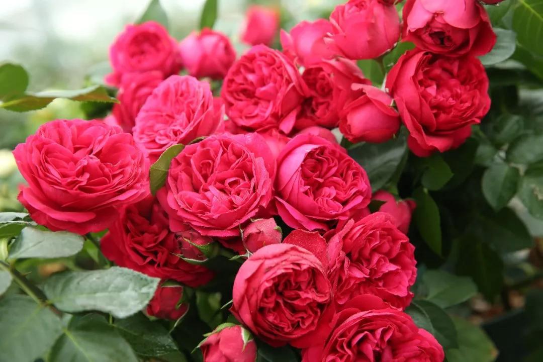 5多头藤本月季,50种漂亮月季