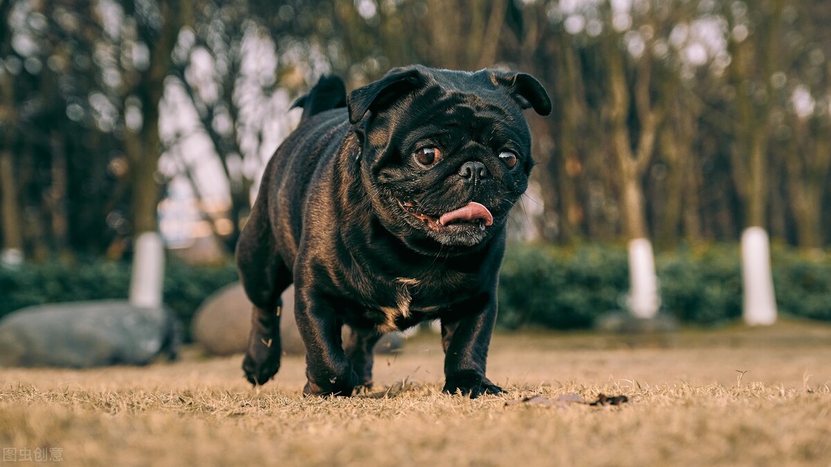 巴哥犬的饲养方法和关注事项,小型巴哥犬和中型巴哥犬的区别