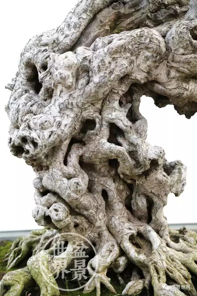 榕树悬崖式盆景欣赏,大师榕树盆景的精妙之作