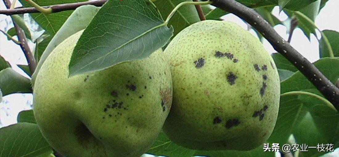 梨树黑星病和叶斑病辨别,梨树黑星病害视频