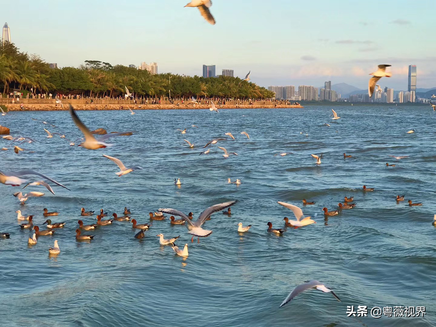 乘着地铁看海,乘地铁逛深圳
