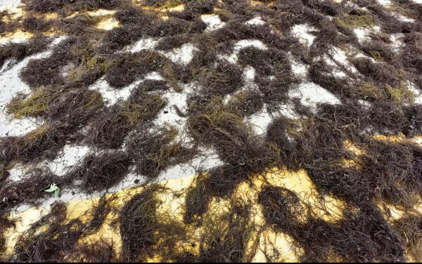 地毛往事～《走进记忆深处的故乡》051（文/子祺）