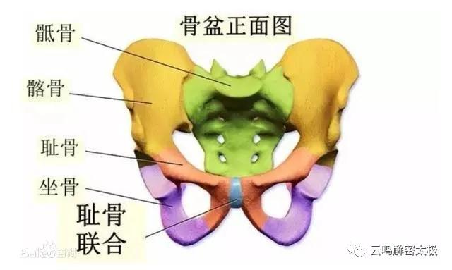 开胯和松胯的特殊方法，髋关节，骶骨，尾骨，腰关节的详细介绍