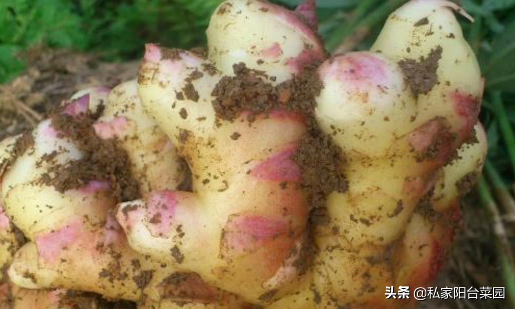 阳台种上辣椒和生姜，不用出门买，随摘随吃