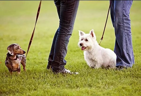 成年狗狗搬新家乱撒尿怎么处理,狗狗拆家最快解决方法