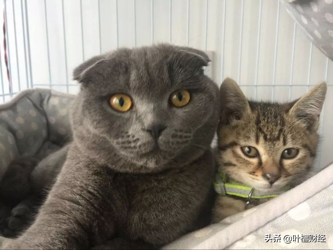 合格投资者认定可以不做吗,合格投资者多久认定一次