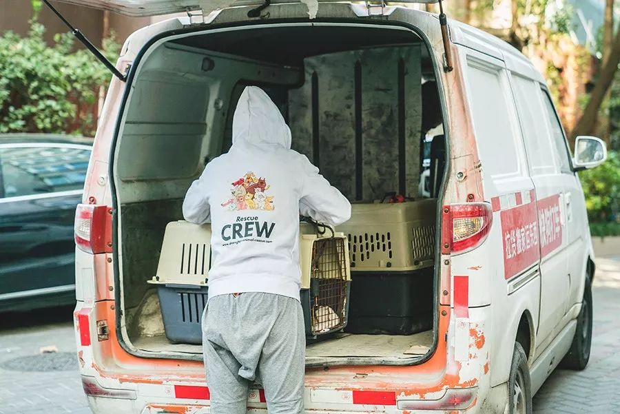 救流浪狗的真实记录,一外国人来中国救助流浪狗