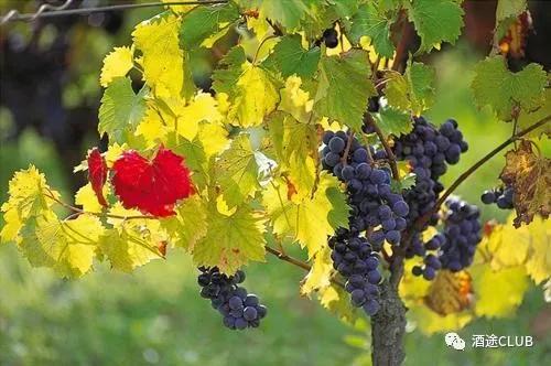 法国一级酒庄红酒价格查询表,法国原装酒庄干红进货价格