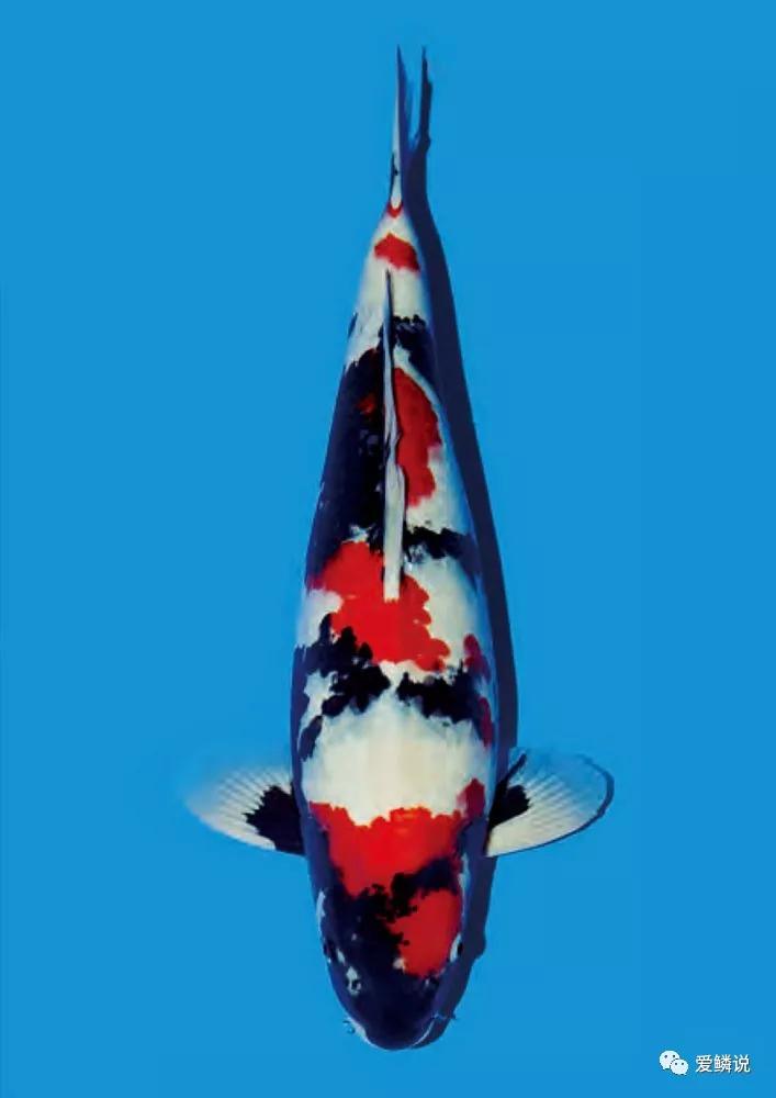 自来水池养锦鲤鱼的正确方法,锦鲤池可以直接加自来水吗