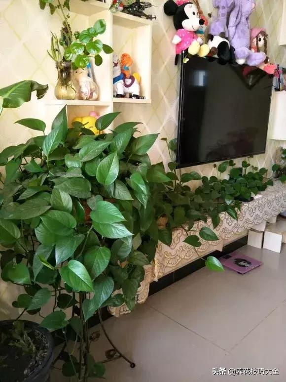 绿萝不花钱怎么可以养得更旺盛,绿萝水养放什么长得快