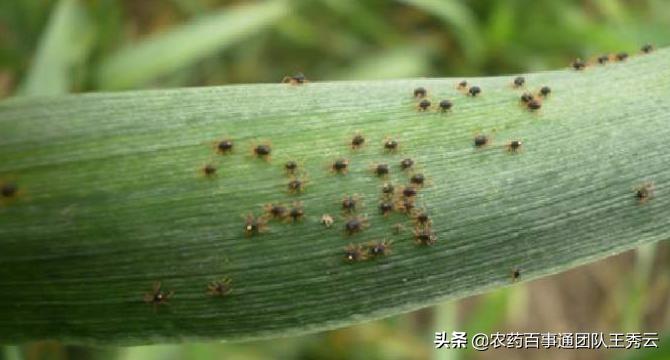 麦子蜘蛛怎么防治,小麦麦蜘蛛防治方法