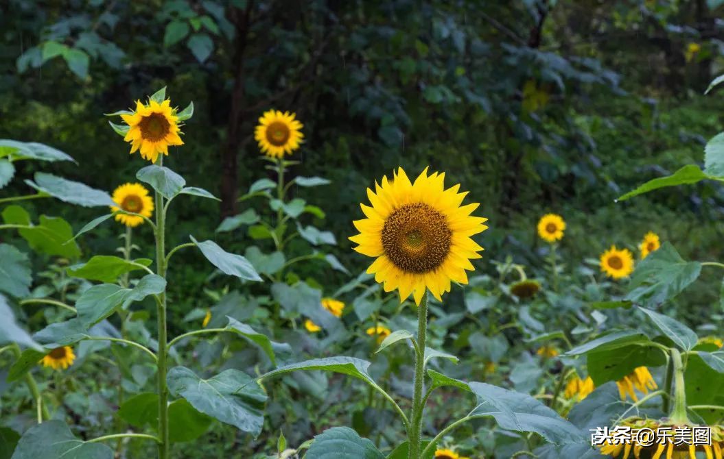 重庆最适合拍照的地方在哪里,来重庆拍照