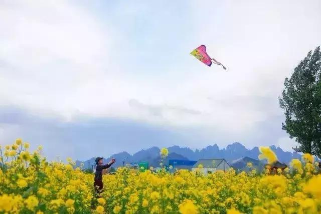 天津赏花好玩的公园,天津东丽湖哪里可以赏花