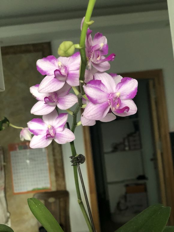 蝴蝶兰烂根方法和技巧,蝴蝶兰烂根怎么养