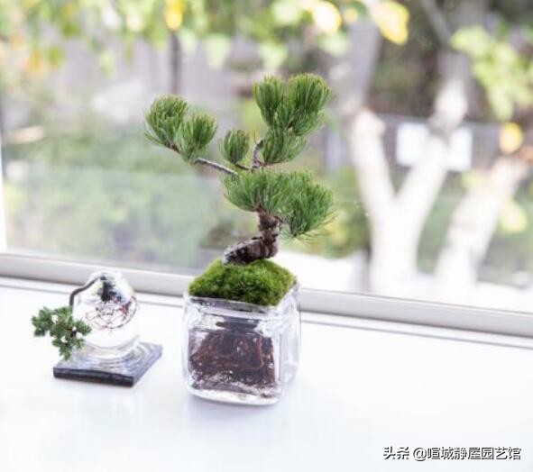 盆景松树的养殖方法和关注事项 (适合盆景的松树种类怎样区分)