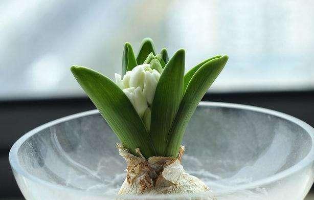 风信子开花后怎么补救,风信子花开了根烂了怎么补救