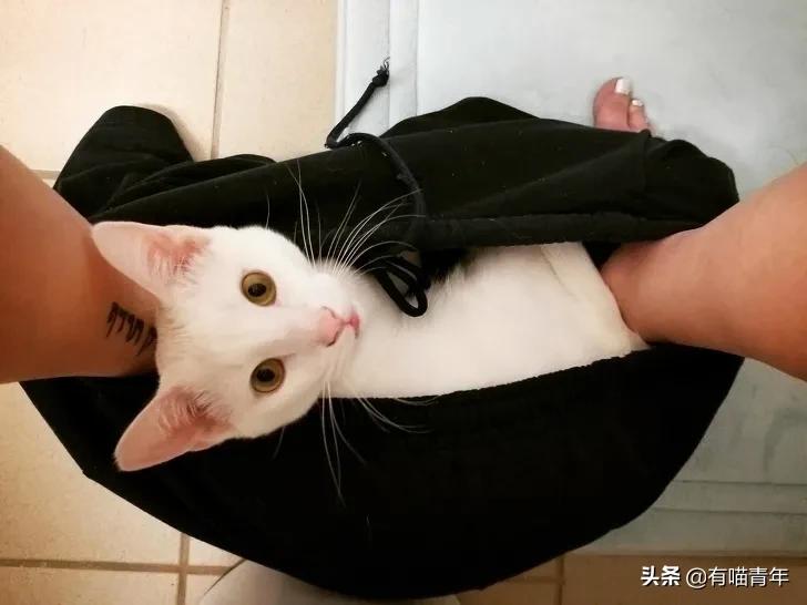 千万别惹俄罗斯猫，真实吓尿了