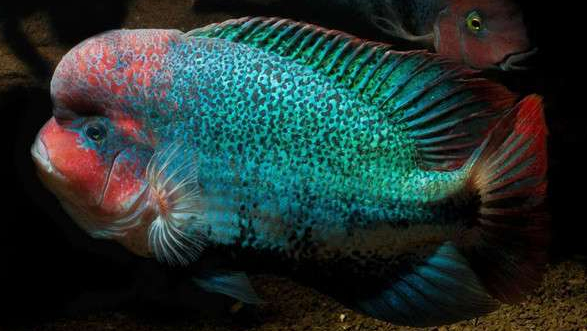 慈鲷品种,慈鲷类型