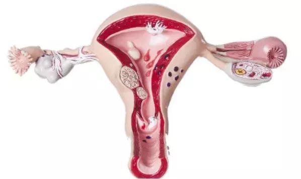 最有营养的芝士,一生中最好的芝士