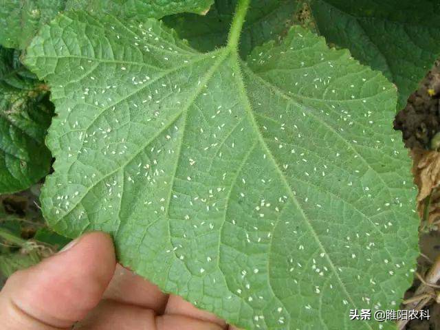蚜虫粉虱最新一代杀虫药,杀蚜虫粉虱持效期长的药