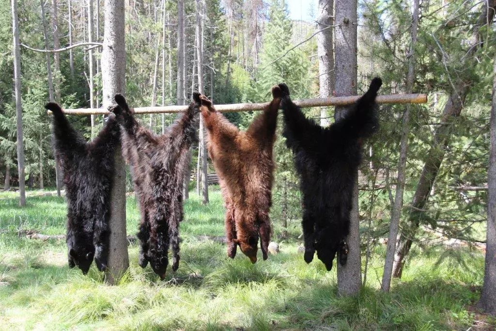 与熊同居28年神秘死亡，美国女人传奇的一生，隐藏着惊人结局