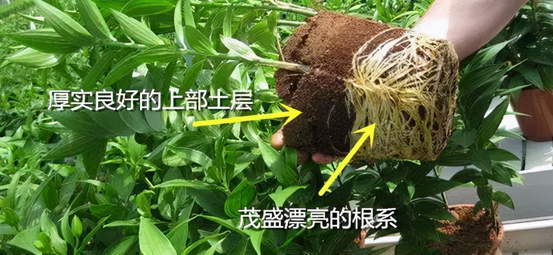 卷丹百合种球繁殖步骤图解,百合种球萌芽1厘米了怎么养护