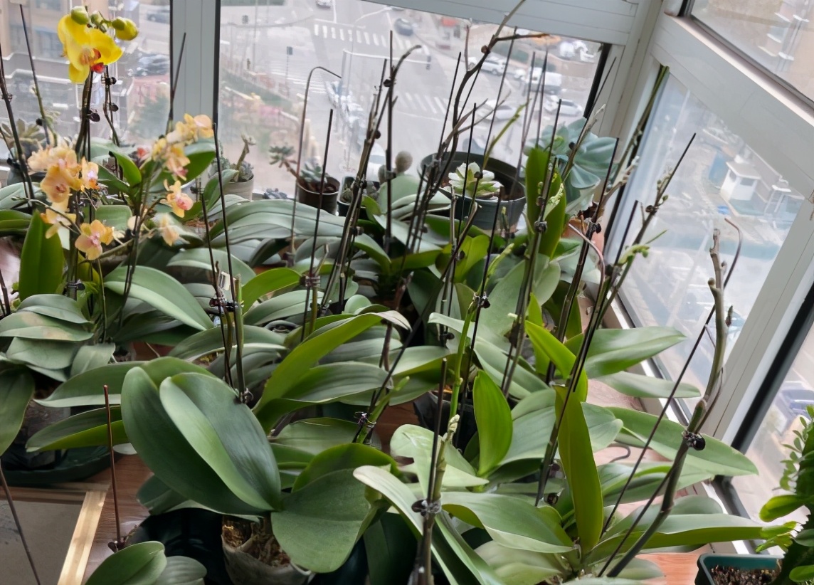 蝴蝶兰为什么花芽长得慢,蝴蝶兰长得不高怎么办