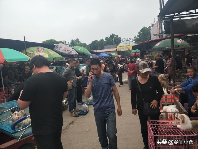 开封狗品种大全,开封狗市是中国最大的吗