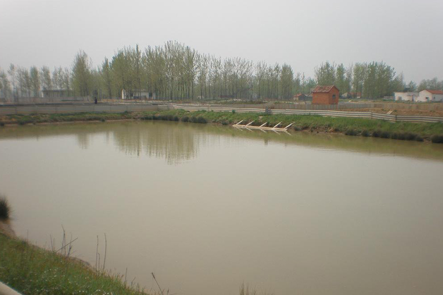 温棚甲鱼养殖需要关注什么,养殖甲鱼需要增氧吗