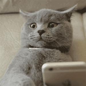 建国后有被猫抓伤得狂犬病的吗,不谨慎被猫抓伤了要打疫苗吗