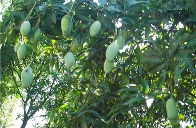 如何解决芒果树害虫,芒果主要虫害及防治方法