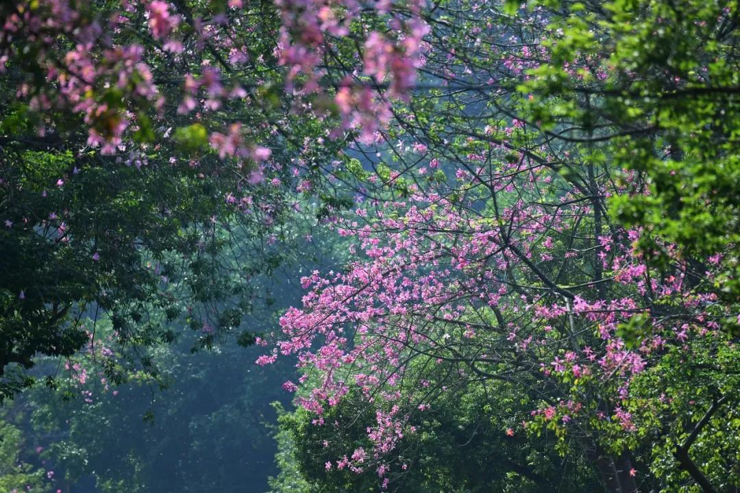 待到春暖花开时与你共赏樱花烂漫,待到春暖花开日便是把酒言欢时