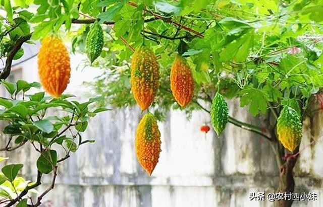 癞葡萄的种植方法和时间,癞葡萄的种植方法和技术