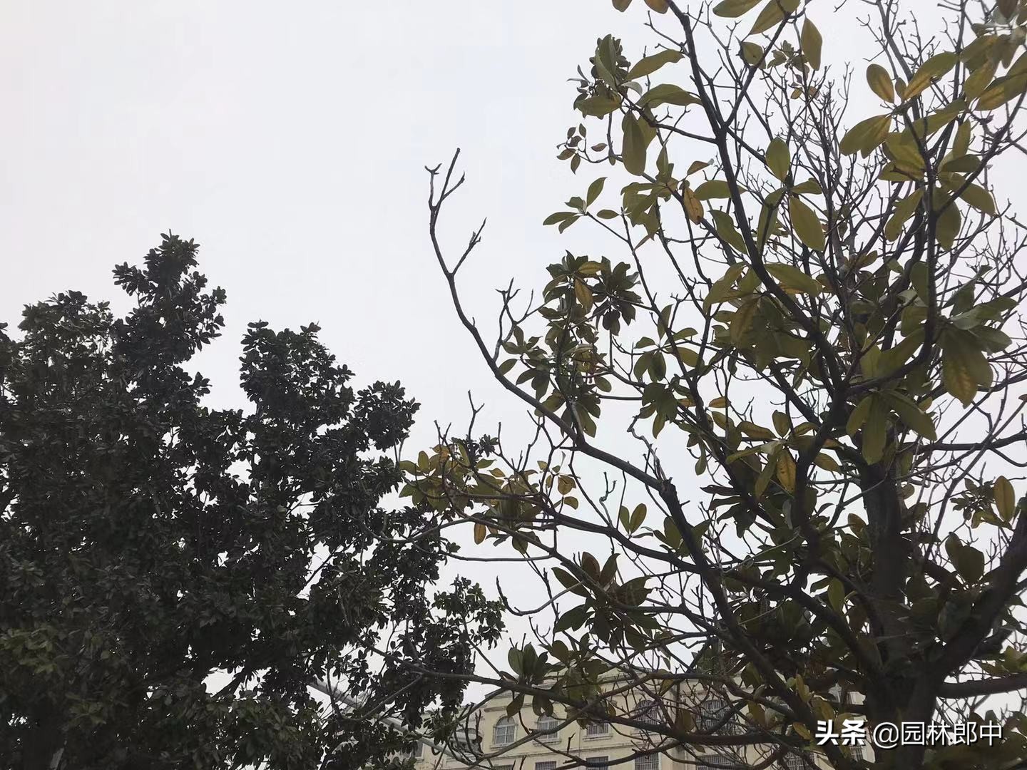 广玉兰主干枯死是什么原因,路边绿化树枯死怎么办