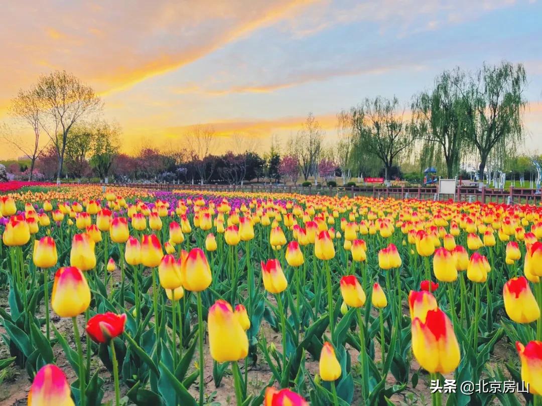 房山区长阳公园郁金香花,房山长阳公园郁金香花开了吗
