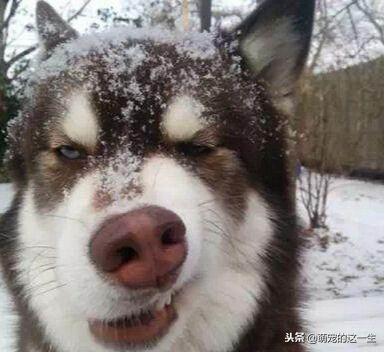 事实证明，不管是大型犬还是小型犬，养只二哈才是最省钱的