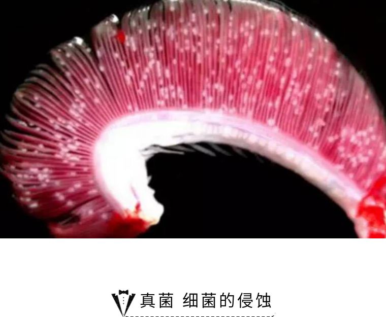 海缸白点怎么彻底消除,该怎么拯救大海