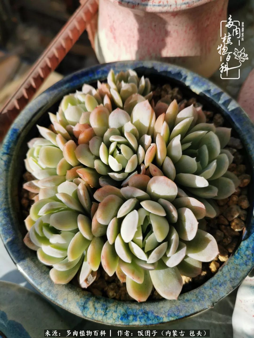 干旱地区怎么养多肉,半湿养多肉