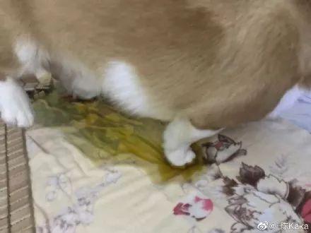 养宠物的本质是让人有优越感,每天养一种宠物的感觉是什么感觉