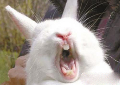 兔子暴躁咬人怎么回事,兔子情绪暴躁因为什么