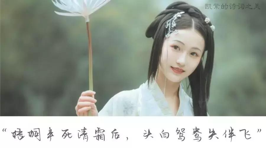 唐朝传奇的女子,唐朝四位传奇女诗人