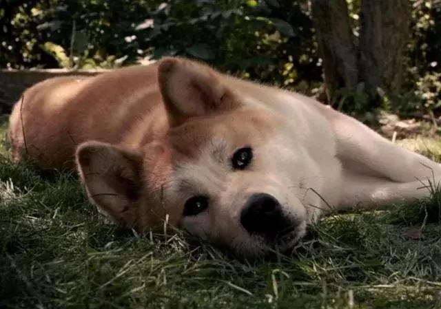 男子被一只狗疯咬,狗被狗咬出血会自愈吗