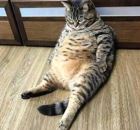 把猫咪养胖会怎样,把猫咪喂胖的猫粮