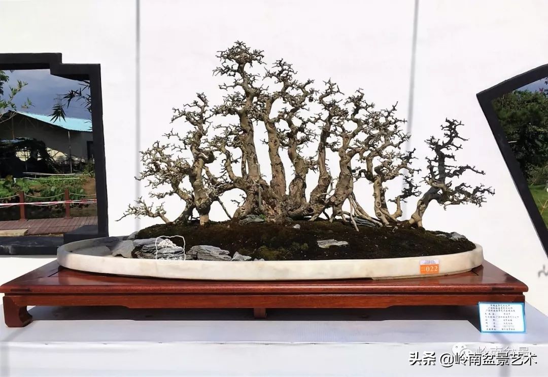 盆景对节白蜡是什么树,对节白蜡盆景是什么树