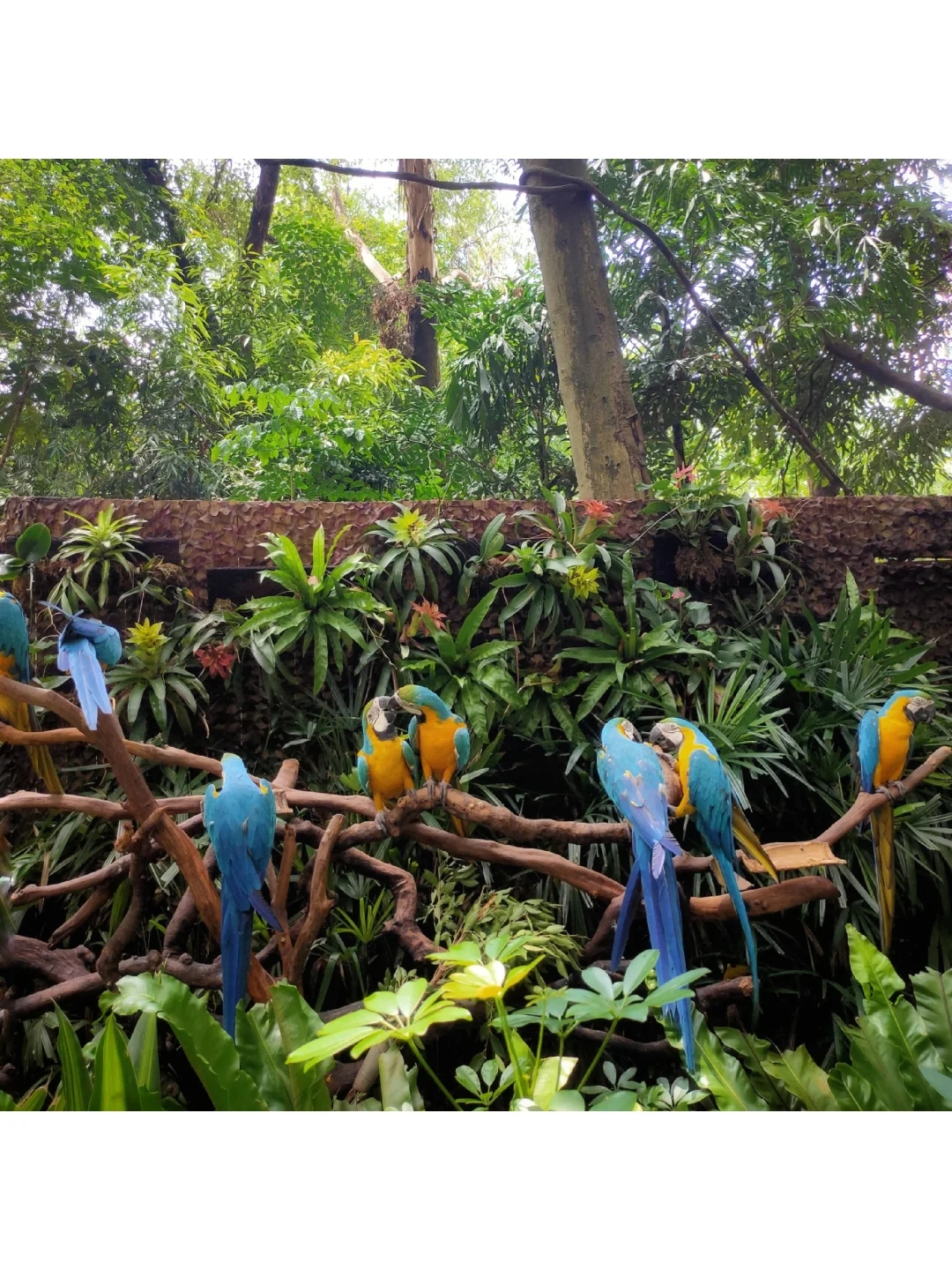 一月广州长隆野生动物园游玩攻略,广州长隆野生动物园半日游玩攻略