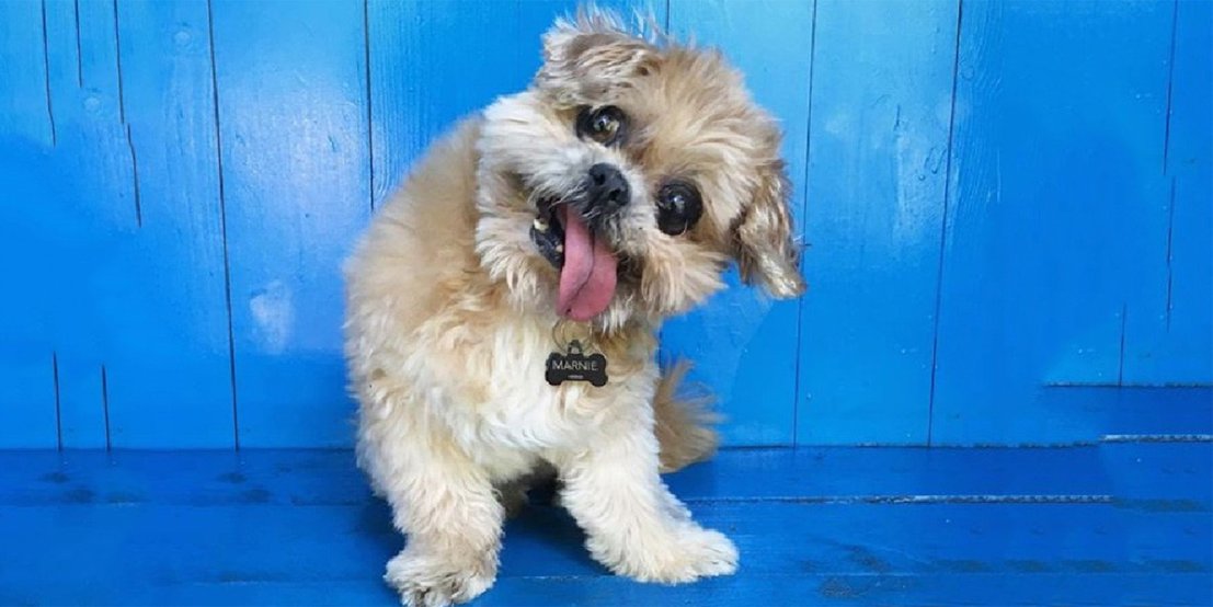 人不如狗系列——Instagram上身价最高的十只汪