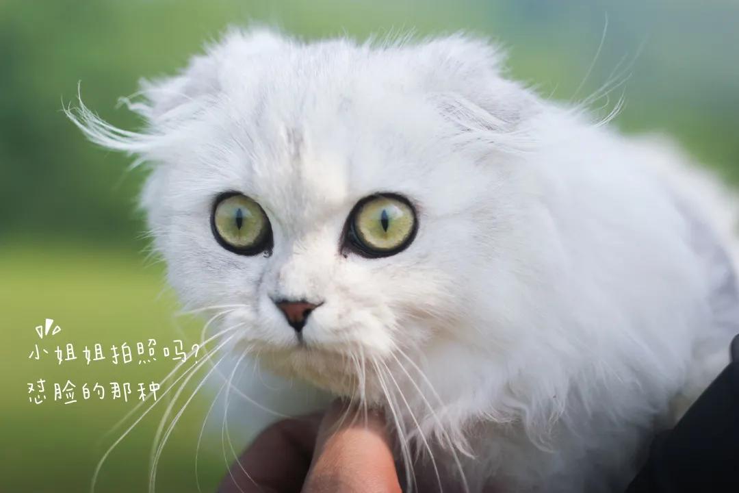 你们不在，我替你们好好逛携创的新足球场，喵~